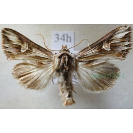 Actinotia polyodon (Clerck, 1759) Cmucha przejrzysta, przydrożnica dziurawcówka Czech34h